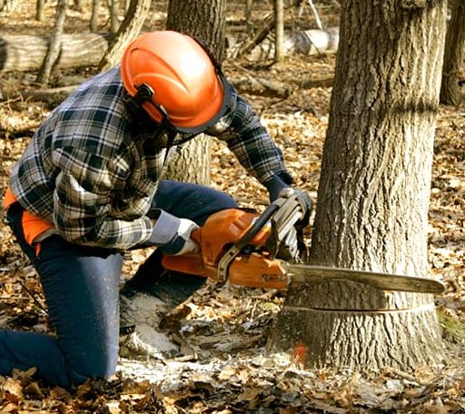 Tree Removal in Oilville, VA
